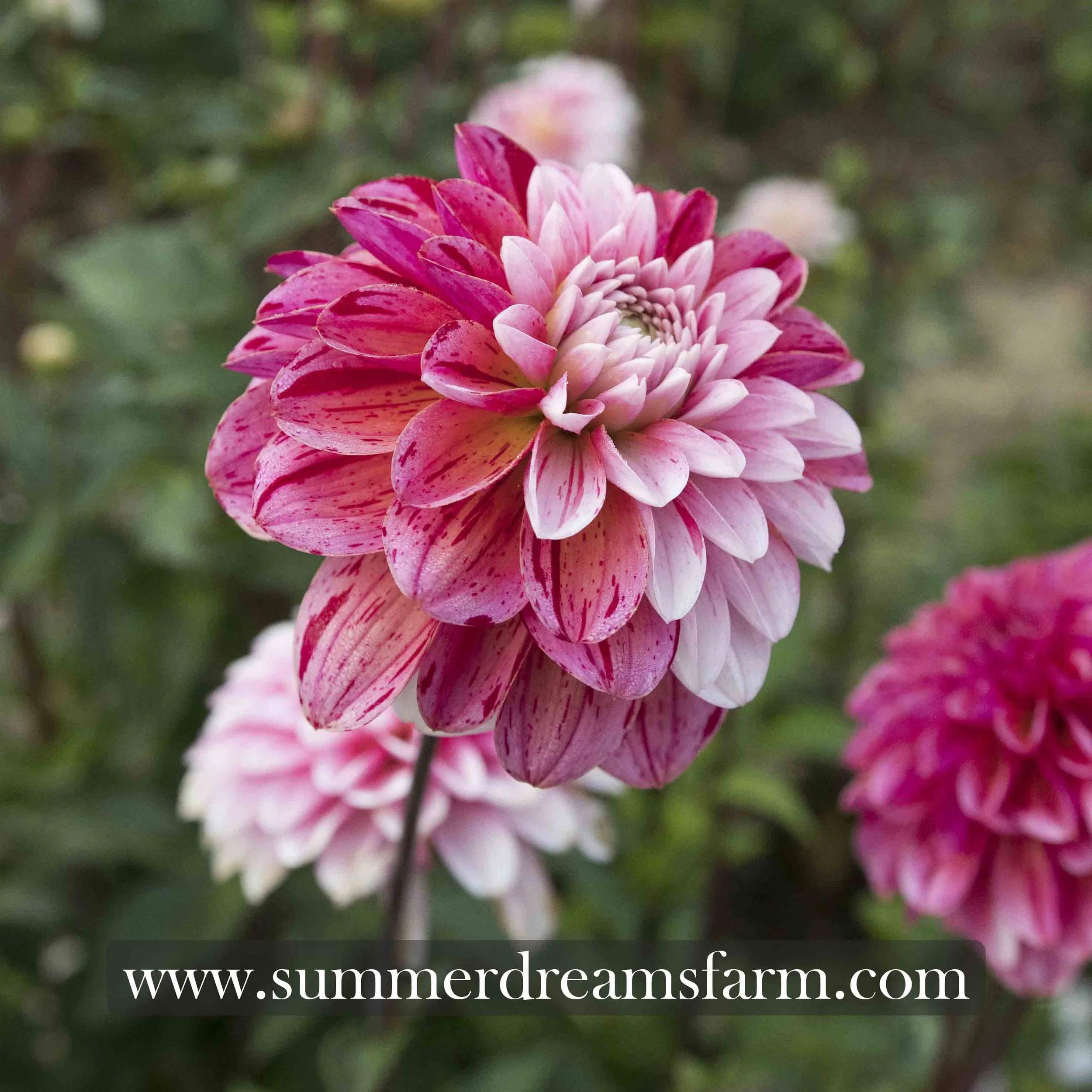 Dahlia - Strawberry Cream — Dahlia | SummerDreamsFarm